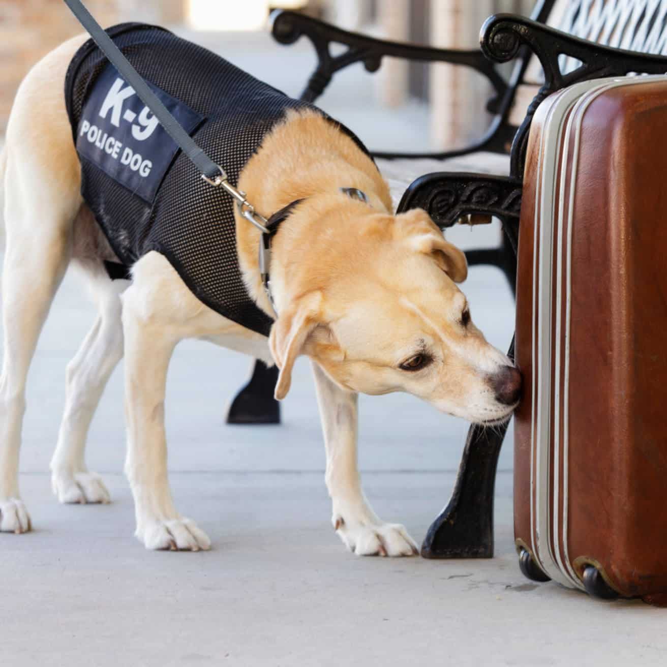 A drug-sniffing police dog investigating a abandoned suitcase.